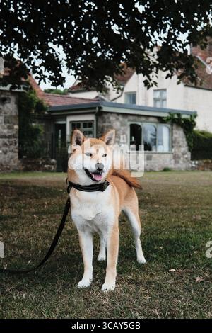 Glücklicher Shiba Inu Hund an der Leine, der auf Gras vor einem traditionellen Steinhaus mit Garten steht. Stockfoto
