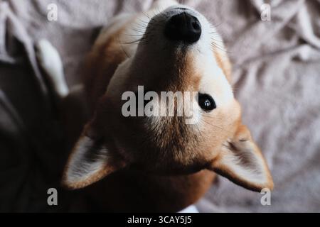 Ein Nahporträt eines Shiba Inu Hundes, der drinnen nach oben blickt und sein ausdrucksstarkes Gesicht und seine flauschigen Ohren in einer gemütlichen, hochwinkligen Komposition einfängt. Stockfoto