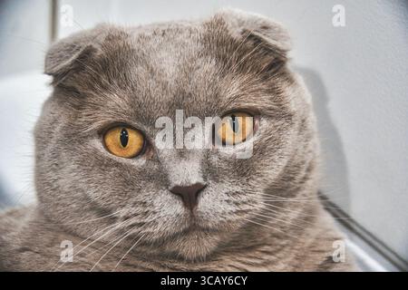 Nahaufnahme Porträt der schottischen Faltkatze mit Bernsteinaugen – hochauflösendes Haustier-Foto Stockfoto