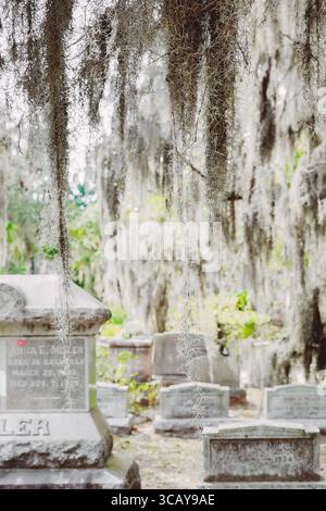 Spanisches Moos hängt über Grabsteinen auf dem Bonaventure Friedhof in Savannah, GA Stockfoto
