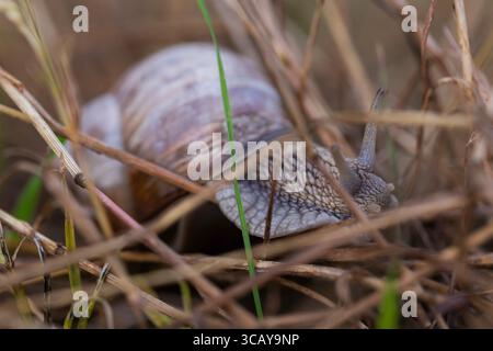 Makrofoto einer römischen Schnecke, die durch trockenes Gras kriecht, detaillierte Ansicht der Muschelstruktur und Antennen, Tier- und Naturkonzept. Stockfoto