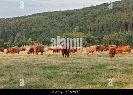 Hochlandrinder weiden auf grüner Weide mit Wald im Hintergrund, traditionelle Langhornkühe in ländlicher Landschaft unter bewölktem Sommerhimmel Stockfoto