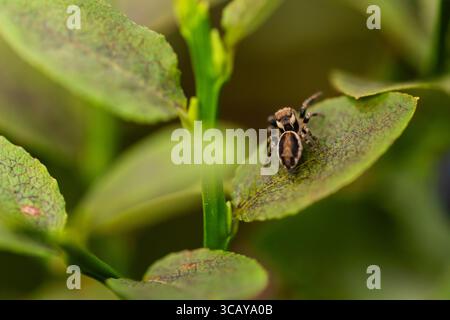 Springende Spinne auf grünem Blatt in natürlicher Umgebung, Makrofoto mit geringer Schärfentiefe und detaillierten Texturen von Insekten und Laub Stockfoto