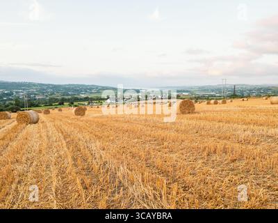 Frisch geschnittene Rundballen mit Weizenstroh ruhen nach der Ernte auf dem Feld, bereit für Transport und Lagerung. Stockfoto