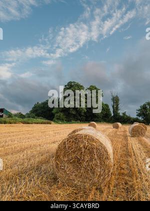 Frisch geschnittene Rundballen mit Weizenstroh ruhen nach der Ernte auf dem Feld, bereit für Transport und Lagerung. Stockfoto