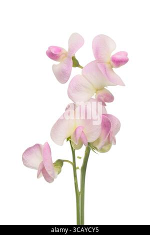 Creme und rosa süße Erbsenblüten isoliert gegen weiß Stockfoto