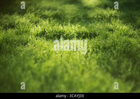 Üppiges grünes Gras bedeckt mit Tautropfen glänzt wunderschön im Morgenlicht Stockfoto