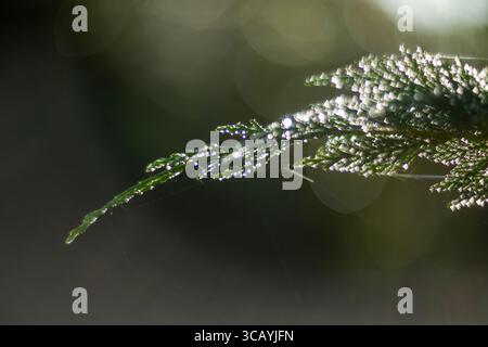 Morgentau auf üppig grünen Blättern, die in wunderschönem natürlichem Licht während der frühen Morgenstunden erfasst werden Stockfoto