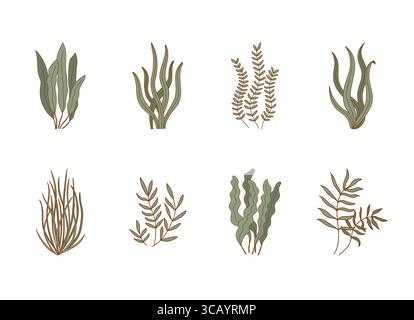 Set von Aquariumalgen. Unterwasserpflanzen, aglae, Laminaria Ikonen. Meeresflora Vektor-Illustration Stock Vektor