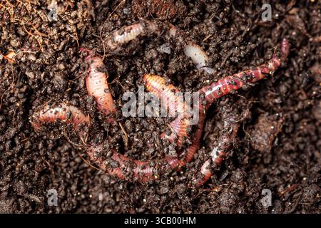Makroaufnahme der roten Würmern Dendrobena in Gülle, Regenwurm lebende Köder Zum Angeln Stockfoto