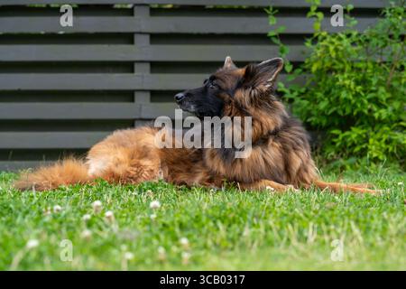 Langhaariger Deutscher Schäferhund, der sich auf Gras im Garten entspannt Stockfoto