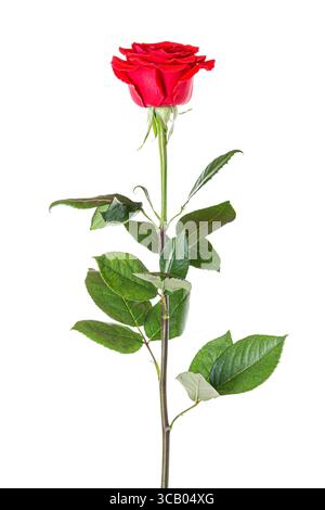 Schöne rote Rose mit langem Stiel isoliert auf weißem Hintergrund. Stockfoto