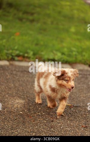 Brauner und weißer Hund läuft auf einem Bürgersteig Stockfoto