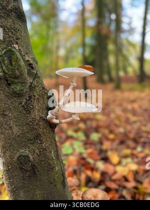 Weiße Pilze wachsen auf einer Baumrinde im Wald Stockfoto