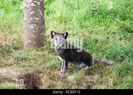A white arctic fox during summer season Stockfoto