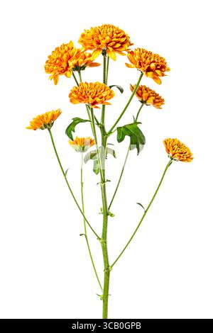 Schöne gelbe orange Chrysanthemen Blumen isoliert auf weißem Hintergrund. Stockfoto