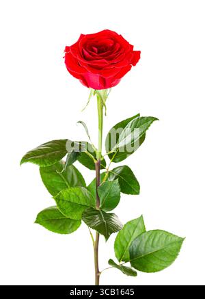 Schöne rote Rose mit langem Stiel isoliert auf weißem Hintergrund. Stockfoto