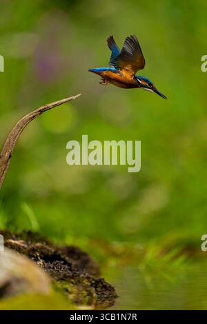 07.08.2025, Landsberg am Lech Bayern, ein Eisvogel Alcedo atthis bei der Futtersuche auf einem AST in den Lech-Auen. 07.08.2025 Eisvogel 07.08.2025 Eisvogel *** 07 08 2025, Landsberg am Lech Bayern , Ein eisvogel Alcedo auf dieser Nahrungsaufnahme auf einem Ast in den Lech Auen 07 08 2025 Eisvogel 07 08 2025 Eisvogel Stockfoto