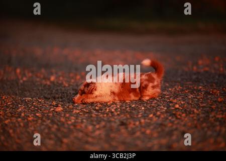Ein kleiner Hund liegt auf dem Boden auf einem Feld Stockfoto