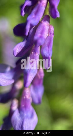 Eine Nahaufnahme der violetten Blumen von Vicia cracca. Makrofotografie mit Wildtieren Stockfoto