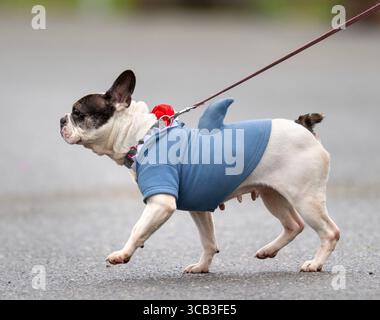 6. April 2023, Roseburg, Oregon, USA: In einem Hai-Hemd wird ein kleiner Hund durch den Parkplatz eines Stadtparks in Roseburg gelaufen. (Bild: © Robin Loznak/ZUMA Press Wire) Stockfoto