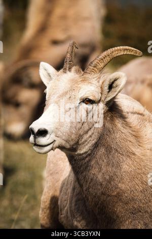 Dickhornschafe im Jasper National Park, Kanada. Stockfoto