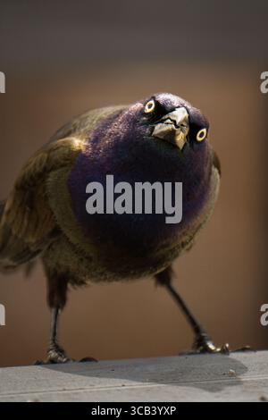 Gewöhnlicher Grackle, der Sie mit seinen schillernden Farben und gelben Augen direkt anstarrt. Stockfoto