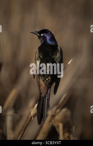 Gewöhnlicher Grackle, der auf einem Katzenschwanz sitzt und seine schillernden Farben zeigt. Stockfoto