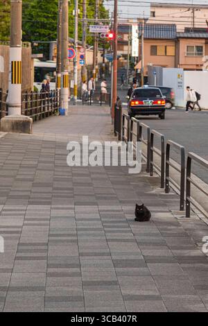 Eine einsame schwarze Katze sitzt auf einem ruhigen Bürgersteig, umgeben von einer urbanen Landschaft mit Menschen und Autos. Es ist ein friedlicher Moment, in dem der Alltag in t präsentiert wird Stockfoto