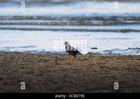 Ein Myna-Vogel wandert allein über ein Wattenmeer in der Nähe der Küste, seine schwarzen Federn und der gelbe Schnabel stehen vor dem nassen Sand und Stockfoto