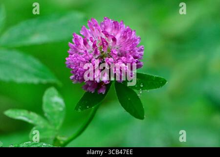 Eine einzelne rote Kleeblume „Trifolium pratense“ auf grünem Hintergrund. Stockfoto
