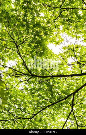 Ein beruhigender Blick auf die leuchtend grünen Blätter, die ein üppiges Baldachin bilden, mit Sonnenlicht, das durchströmt. Das Bild weckt Gefühle der Ruhe, Kyoto, Japan Stockfoto
