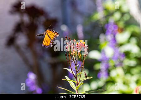Monarch Schmetterling fliegt über einer Milchkrautblume Stockfoto