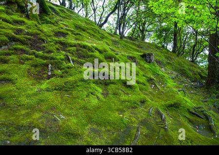 Bezaubernde Waldszene mit üppigem, lebendigem grünem Moos auf einem sanften Hang, umgeben von hohen Bäumen im Higashiyama Jisho-JI buddhistischen Tempel. Stockfoto