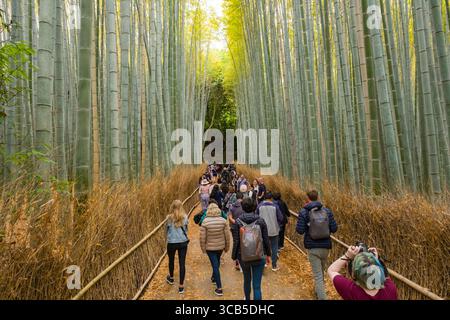 Eine Gruppe von Touristen erkunden den Bambuswald von Arashiyama und halten die natürliche Schönheit mit Kameras fest. Der majestätische Bambus sorgt für eine friedliche, immersive Atmosphäre Stockfoto