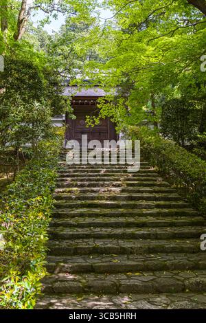 Ruhige Steintreppen steigen durch üppiges Grün und führen zu einem traditionellen japanischen Tempeleingang. Die Szene strahlt Frieden, Ruhe und Harmonie aus Stockfoto