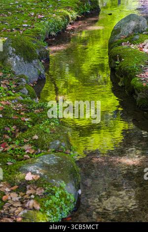 Ein ruhiger Wald Nara-no-Ogawa Bach fließt sanft auf dem Gelände des Kamigamo-Schreins, der von moosbedeckten Felsen umgeben ist. Das Wasser reflektiert leuchtendes Grün Stockfoto