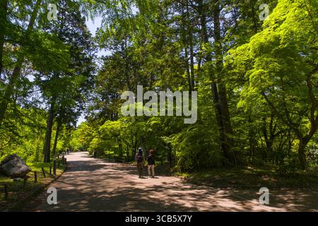 Zwei Personen schlendern gemütlich entlang eines ruhigen Pfades, umgeben von üppig grünem Laub in einer ruhigen Waldlandschaft. Sonnenlicht filtert durch die Bäume Stockfoto