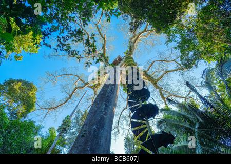 Massiver tropischer Baum, Kapokbaum (Ceiba pentandra) mit Baldachin Turm Stockfoto
