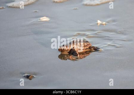 14. September 2023, Isle of Palms, SC, Vereinigte Staaten von Amerika: Eine vom Aussterben bedrohte Karettschildkröte schlüpft in Richtung Atlantik, nachdem sie vom Nest befreit wurde, 14. September 2023 in Isle of Palms, South Carolina. (Bild: © Richard Ellis/ZUMA Press Wire) Stockfoto
