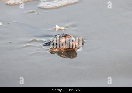 14. September 2023, Isle of Palms, SC, Vereinigte Staaten von Amerika: Eine vom Aussterben bedrohte Karettschildkröte schlüpft in Richtung Atlantik, nachdem sie vom Nest befreit wurde, 14. September 2023 in Isle of Palms, South Carolina. (Bild: © Richard Ellis/ZUMA Press Wire) Stockfoto