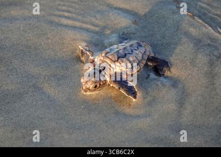 14. September 2023, Isle of Palms, SC, Vereinigte Staaten von Amerika: Eine vom Aussterben bedrohte Karettschildkröte schlüpft in Richtung Atlantik, nachdem sie vom Nest befreit wurde, 14. September 2023 in Isle of Palms, South Carolina. (Bild: © Richard Ellis/ZUMA Press Wire) Stockfoto
