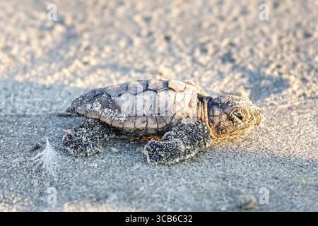 14. September 2023, Isle of Palms, SC, Vereinigte Staaten von Amerika: Eine vom Aussterben bedrohte Karettschildkröte schlüpft in Richtung Atlantik, nachdem sie vom Nest befreit wurde, 14. September 2023 in Isle of Palms, South Carolina. (Bild: © Richard Ellis/ZUMA Press Wire) Stockfoto