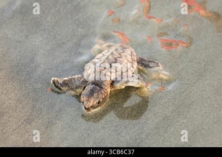 14. September 2023, Isle of Palms, SC, Vereinigte Staaten von Amerika: Eine vom Aussterben bedrohte Karettschildkröte schlüpft in Richtung Atlantik, nachdem sie vom Nest befreit wurde, 14. September 2023 in Isle of Palms, South Carolina. (Bild: © Richard Ellis/ZUMA Press Wire) Stockfoto