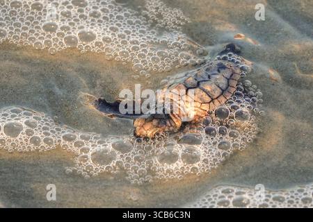14. September 2023, Isle of Palms, SC, Vereinigte Staaten von Amerika: Eine vom Aussterben bedrohte Karettschildkröte schlüpft in Richtung Atlantik, nachdem sie vom Nest befreit wurde, 14. September 2023 in Isle of Palms, South Carolina. (Bild: © Richard Ellis/ZUMA Press Wire) Stockfoto