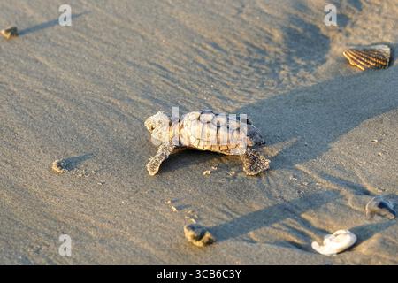 14. September 2023, Isle of Palms, SC, Vereinigte Staaten von Amerika: Eine vom Aussterben bedrohte Karettschildkröte schlüpft in Richtung Atlantik, nachdem sie vom Nest befreit wurde, 14. September 2023 in Isle of Palms, South Carolina. (Bild: © Richard Ellis/ZUMA Press Wire) Stockfoto