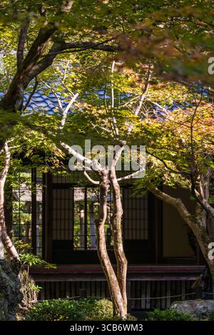 Ruhige japanische Gartenszene mit üppigen grünen Bäumen, traditioneller Holzarchitektur und einladender natürlicher Beleuchtung durch Äste, die an s erinnern Stockfoto
