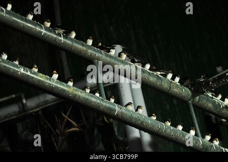 7. Oktober 2023, Yogyakarta, Yogyakarta, Indonesien: Tausende von asiatischen Schwalbenschwänzen [Hirundo rustica] sitzen am 7,2023. Oktober auf städtischen Stromleitungen und Reklametafeln, um nachts in Yogyakarta auszuruhen. Dieser Vogel mit einer kleinen Körperlänge wandert aus seinen Brutgebieten in Nordamerika und Eurasien. Um extremes Wetter zu vermeiden, fliegen diese Vögel, suchen nach Nahrung und ruhen sich in anderen Gebieten aus. Die Route ist ziemlich lang, beginnend in Mittel- und Südamerika, Südspanien, Marokko, Ägypten, Afrika südlich der Sahara, Nahost, Indien, Indochina, Malaysia, Australien, bis zur Ankunft in Indonesien im September Stockfoto