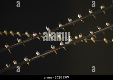 7. Oktober 2023, Yogyakarta, Yogyakarta, Indonesien: Tausende von asiatischen Schwalbenschwänzen [Hirundo rustica] sitzen am 7,2023. Oktober auf städtischen Stromleitungen und Reklametafeln, um nachts in Yogyakarta auszuruhen. Dieser Vogel mit einer kleinen Körperlänge wandert aus seinen Brutgebieten in Nordamerika und Eurasien. Um extremes Wetter zu vermeiden, fliegen diese Vögel, suchen nach Nahrung und ruhen sich in anderen Gebieten aus. Die Route ist ziemlich lang, beginnend in Mittel- und Südamerika, Südspanien, Marokko, Ägypten, Afrika südlich der Sahara, Nahost, Indien, Indochina, Malaysia, Australien, bis zur Ankunft in Indonesien im September Stockfoto