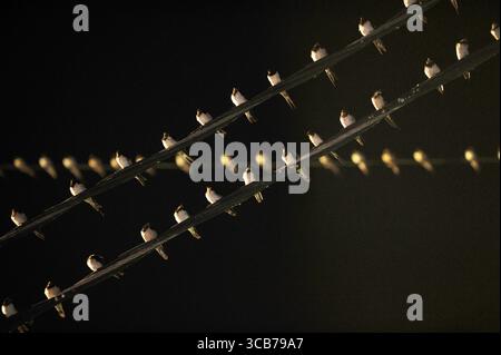 7. Oktober 2023, Yogyakarta, Yogyakarta, Indonesien: Tausende von asiatischen Schwalbenschwänzen [Hirundo rustica] sitzen am 7,2023. Oktober auf städtischen Stromleitungen und Reklametafeln, um nachts in Yogyakarta auszuruhen. Dieser Vogel mit einer kleinen Körperlänge wandert aus seinen Brutgebieten in Nordamerika und Eurasien. Um extremes Wetter zu vermeiden, fliegen diese Vögel, suchen nach Nahrung und ruhen sich in anderen Gebieten aus. Die Route ist ziemlich lang, beginnend in Mittel- und Südamerika, Südspanien, Marokko, Ägypten, Afrika südlich der Sahara, Nahost, Indien, Indochina, Malaysia, Australien, bis zur Ankunft in Indonesien im September Stockfoto